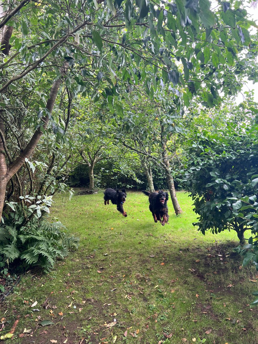 #nationalplayoutsideday our George &amp; Charlie playing tag in Rill's quarter-of-an-acre garden. We also have a range of outside games for our human guests. Set in Slapton a village with picturesque lanes between Dartmouth and Salcombe.
🐾 More details: slaptonholidaycottage.co.uk
#dogs