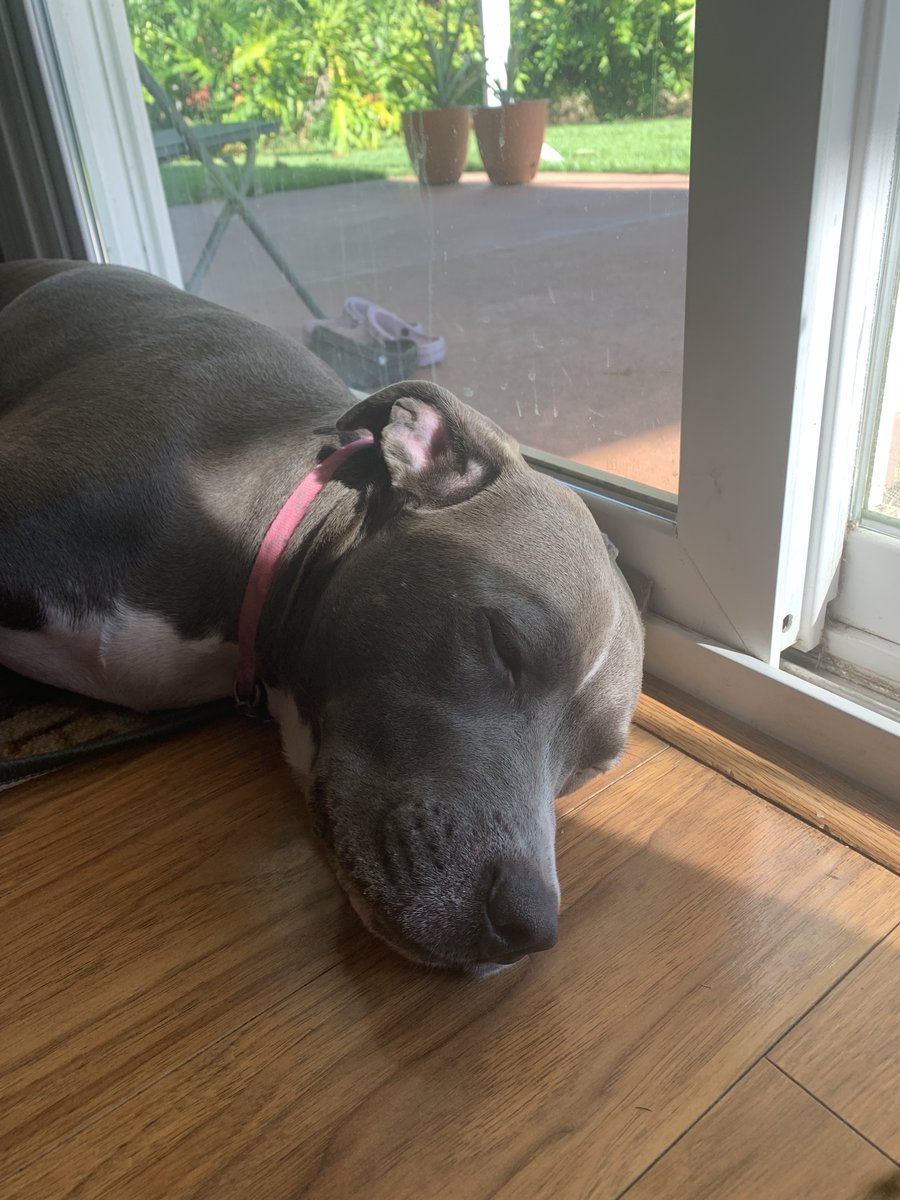 Starting your 3 day weekend off right❤️🐶🐾
Last  lil  bit  of  morning  sun  ❤️🐶🐾
#dogs #dogsoftwitter #pets