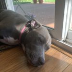 Photo by Roxy Roo 💗🐾🐕‍🦺🏴‍☠️🏴‍☠️🏴‍☠️ (@Orbit98)