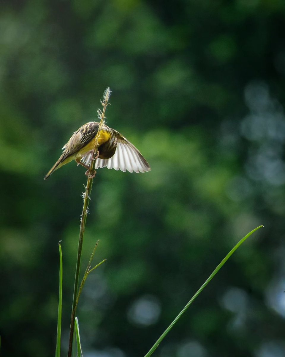 I got a shield to cover
 #IndiAves
#BirdsSeenIn2023
#ThePhotoHour #nature #birds #photography  #natgeoindia 
#Nikon 
 @utoopartofnatur
 @birdnames_en