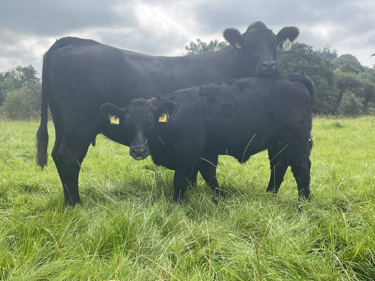 Home bred Stabiliser 1st calver (calved at 23.5 months) doing a nice job and back in calf to a super bull from @Carbon_Farmer Crebilly Herd. Due 1st week in April.