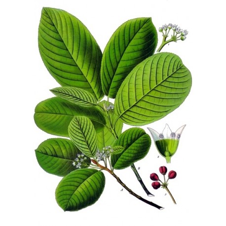 50Plushealths's tweet photo. #Todaynews #Health #post, #Emodin Found in Herbal Cascara Sagrada inhbits 11beta-HSD1 Associated with Insulin Resistance in Type 1 Diabetes, According to Studies https://t.co/bilSVOWejF https://t.co/NNJmnmzXKm
