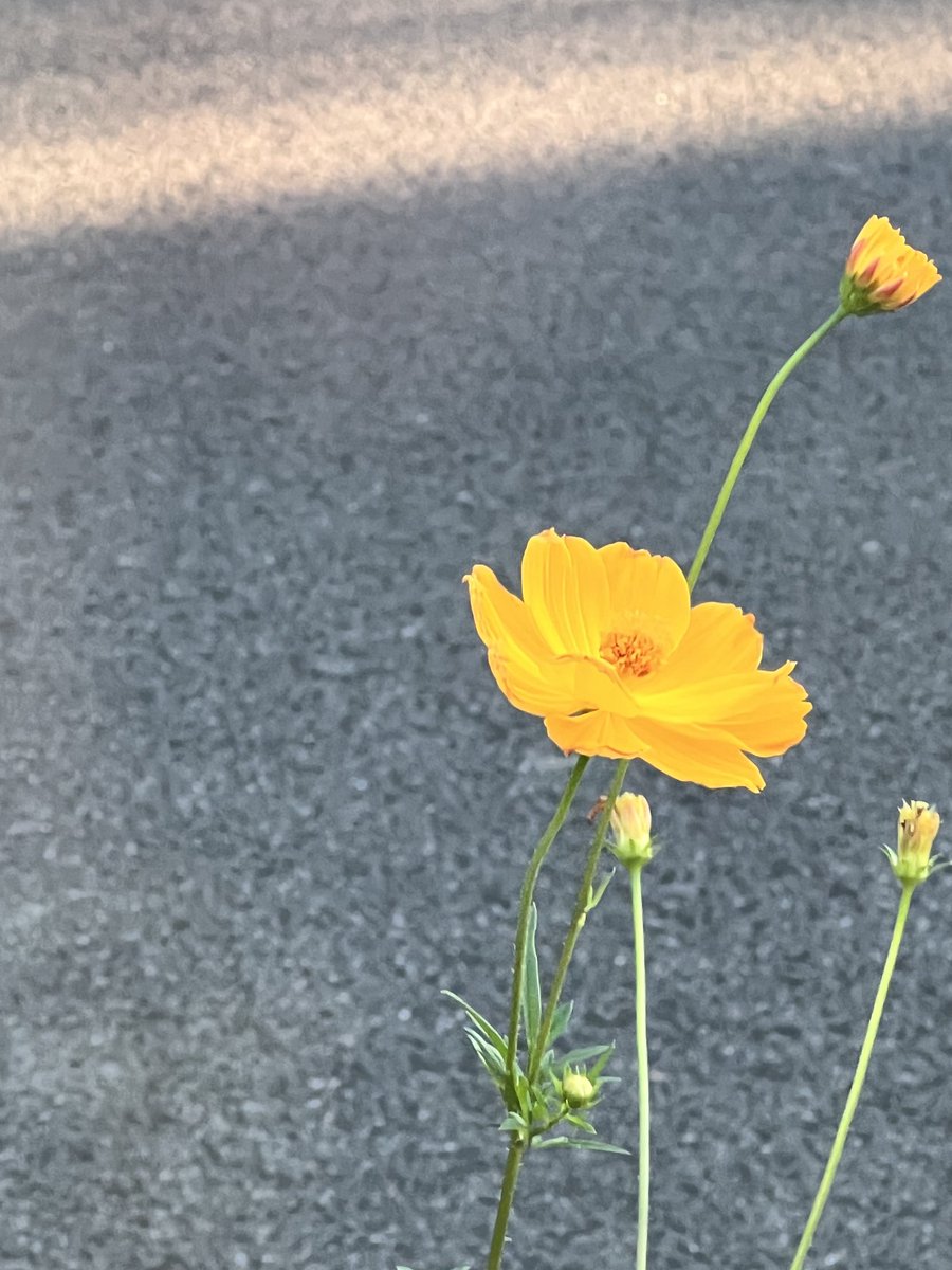 SharrowMia's tweet photo. On the streets of Washington, DC. Or in the tiny cracks, there is beauty. https://t.co/59KOX0iKIg