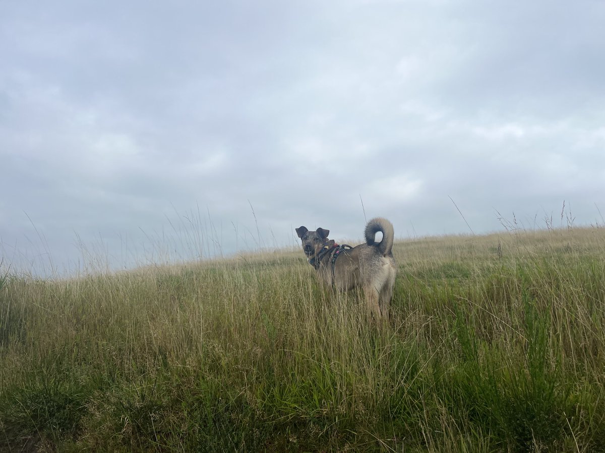 JosieAllan4's tweet photo. Cloud gods here. Stopping me from burning. So I was very grateful. Left them a good review. ⭐️🦋🌱🍄🌷🌞
#MagicHills #Magicskies #nature #Rescue #adopt #vegan https://t.co/plw7hXXDQL