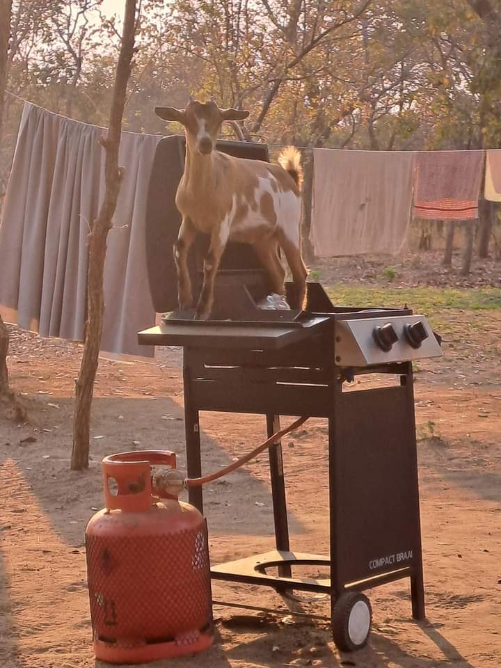 God never speaks to you directly but always gives you a sign 🤣