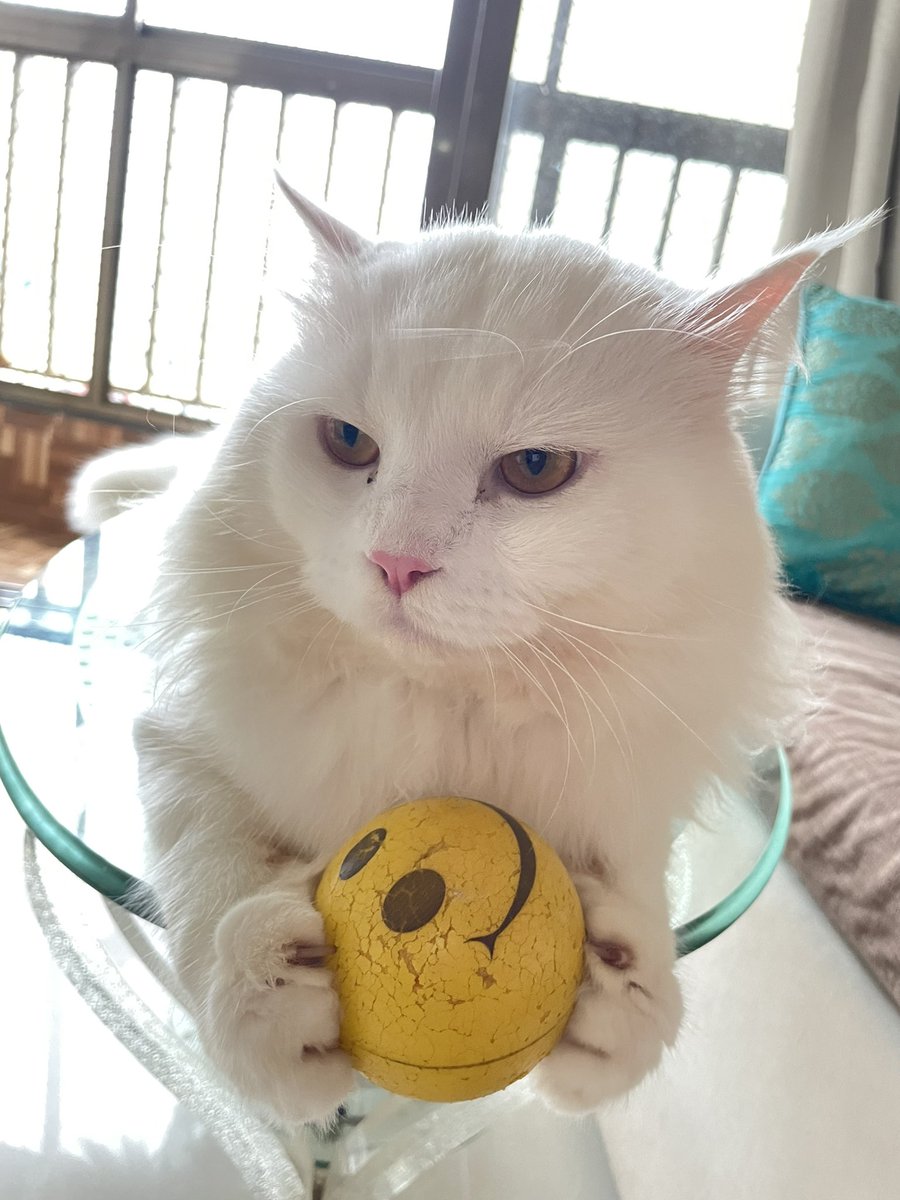 nishantchich's tweet photo. #Cat #persian https://t.co/wEtOnGBab0