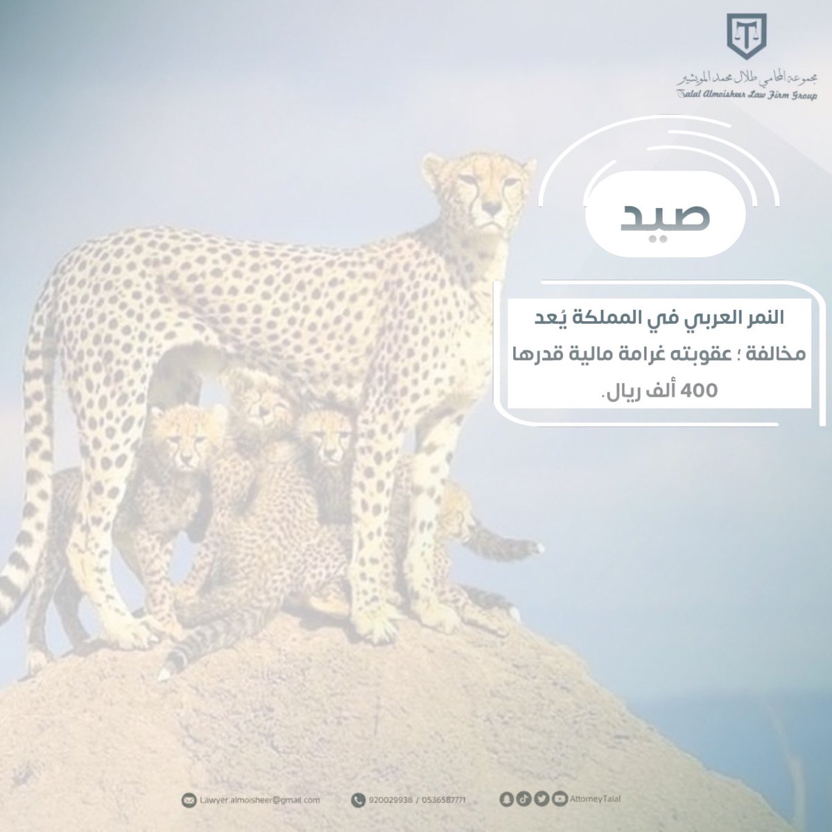 AttorneyTalal's tweet photo. #النمر_العربي https://t.co/kYezmjDmSI