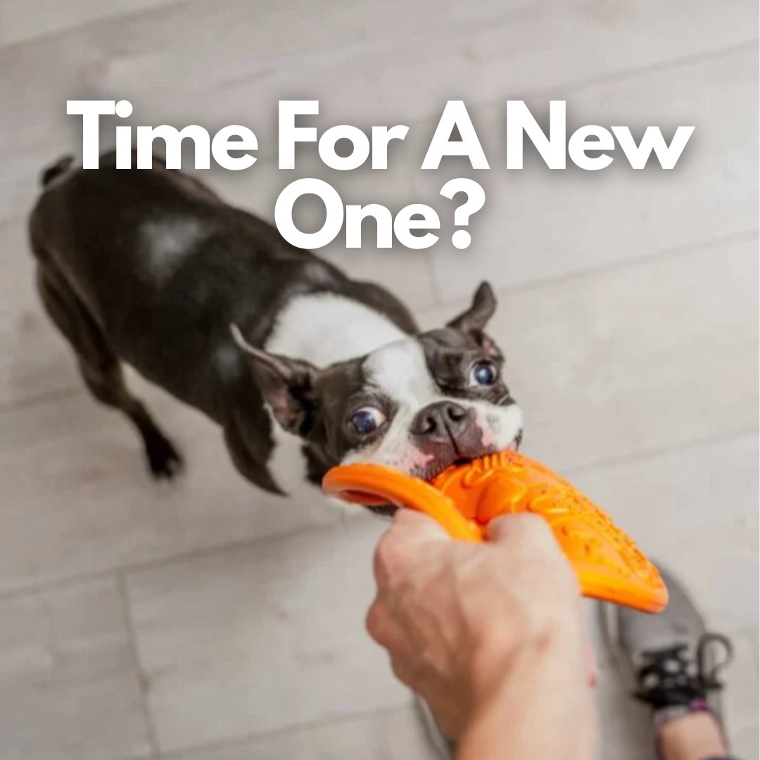 Is it time for a new CHEW TOY 🧦!? Here are 7 great options 👉 bostonterriersociety.com/chew-toys-for-…
