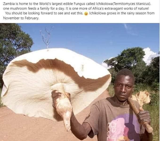 MuugMN's tweet image. Termitomyces titanicus баруун африк хавиар ургадаг нэгэн төрлийн иддэг мөөг, малгай нь 1 м хүртэл томрох бөгөөд их ховор тохиолддог.