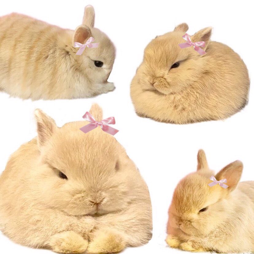 bunnies with bows (@bunnieswbows) on Twitter photo 