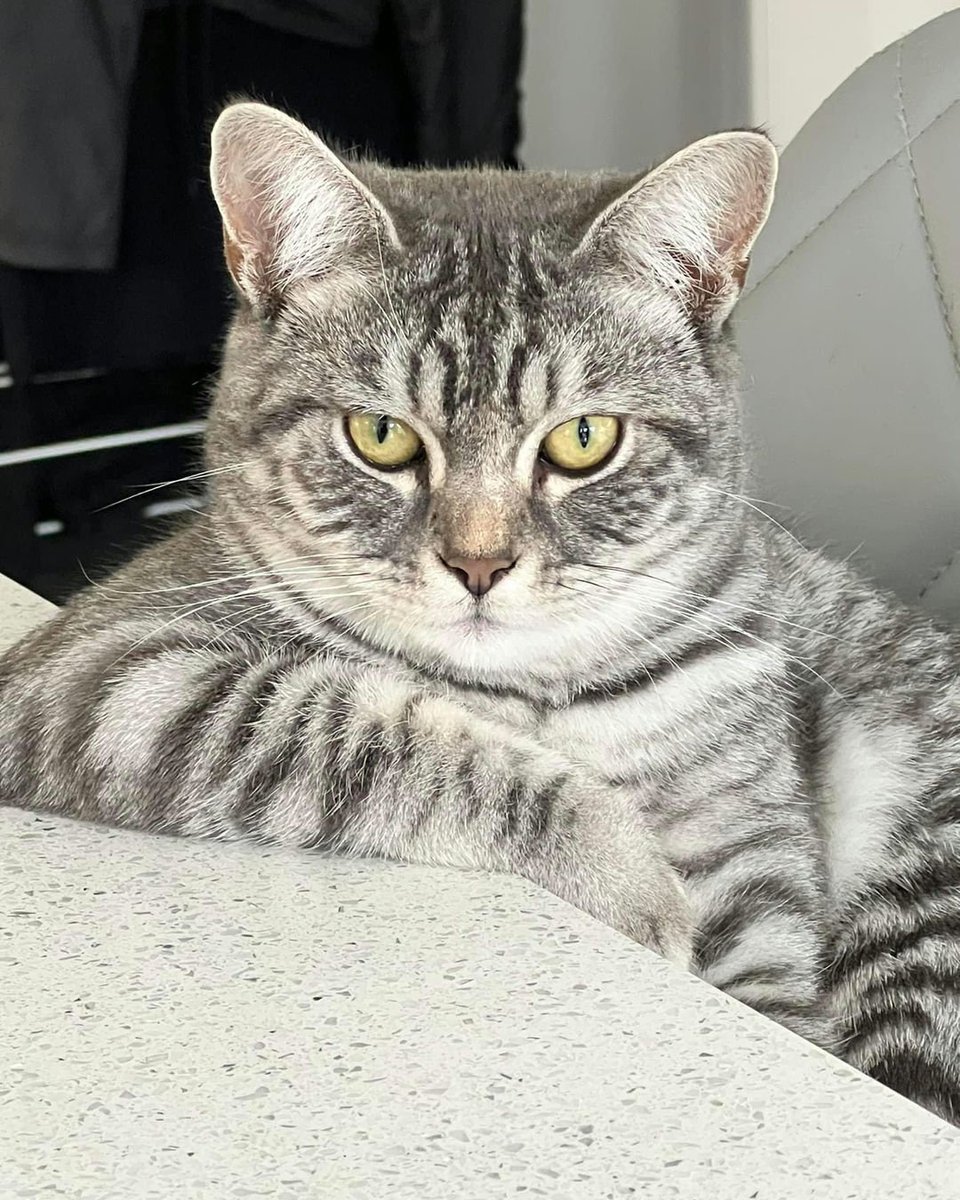 The Tower Bridge Cat tweet media