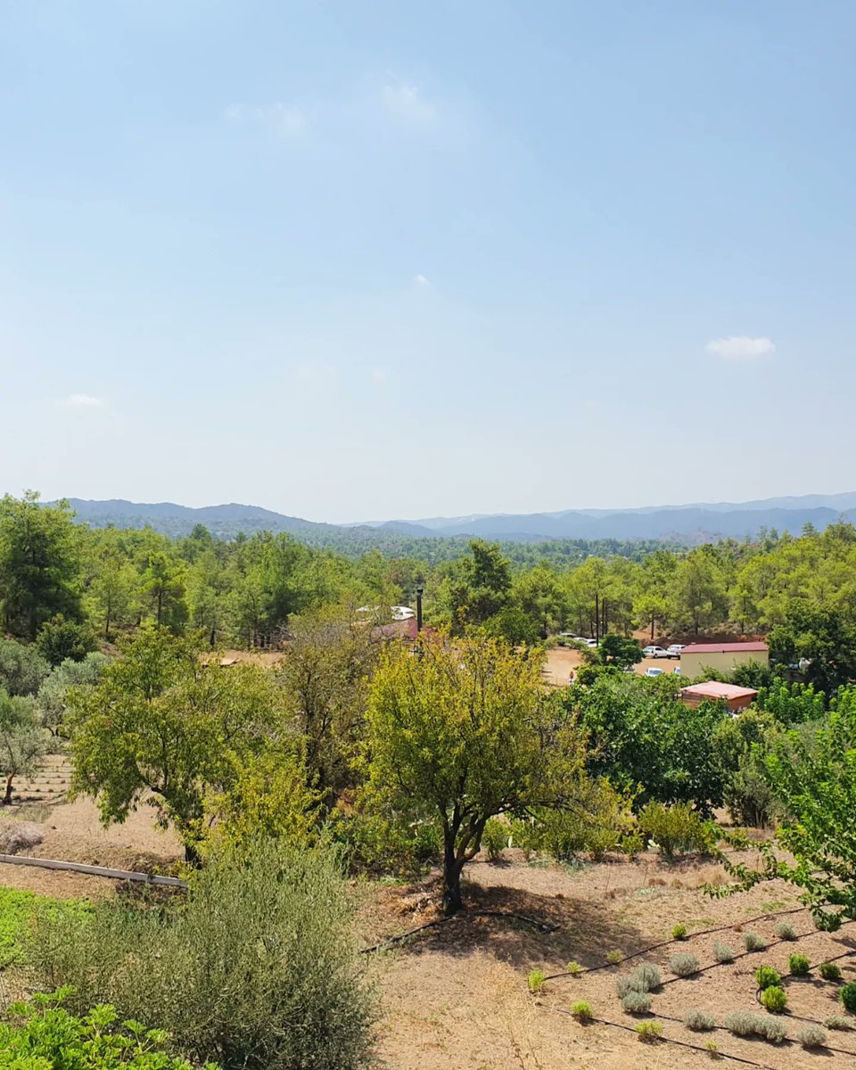 kopiaste's tweet photo. Beautiful morning with beautiful people, delicious food, fresh herbal tea and views.

📍Lumina Botanical Gardens

#nature #family #brunch #botanicalpark #travel #larnaca #cyprus https://t.co/wM40J1yTg9