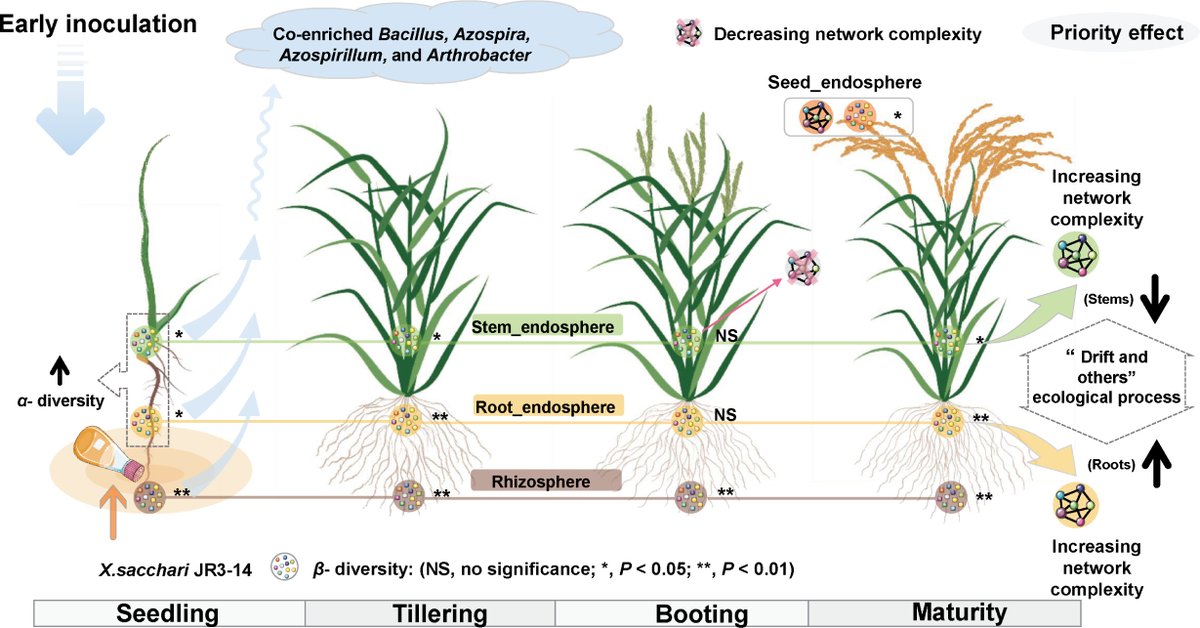 EvolvedBiofilm's tweet photo. Early inoculation of an endophyte alters the assembly of bacterial communities across rice plant growth stages

https://t.co/5kBelTmHSA https://t.co/5tSCOW5LmN