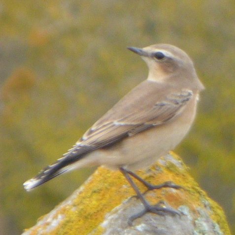 RobEmery13's tweet photo. One of the 2 Wheatears at New passage today. Severnside. https://t.co/FHG4bZdRtX