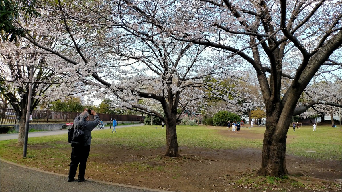 【Inari Play Park (いなりプレーパーク)】
It is a playground where children can grow. Playing in the mud, playing with water, digging holes, etc.
City: Tokyo, Japan
Photo: March 2023
 [Sakura 23-106]
#CherryBlossoms #CBTH23 #桜

《E-book: Cherry Blossoms》
amazon.com/dp/B0B71DG7Z5