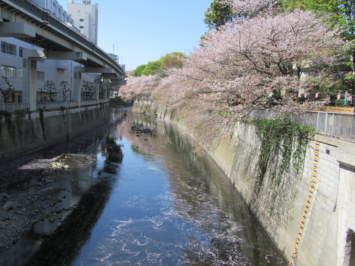 【Edogawa Park (江戸川公園)】
The scenery where the scattered petals drift on the water is unique.
Opened: 1984
Area: 1.3ha
City: Tokyo, Japan
Photo: March 2018
 [Sakura 23-107]
#CherryBlossoms #CBTH23 #桜

《E-book: Cherry Blossoms》
amazon.com/dp/B0B71DG7Z5