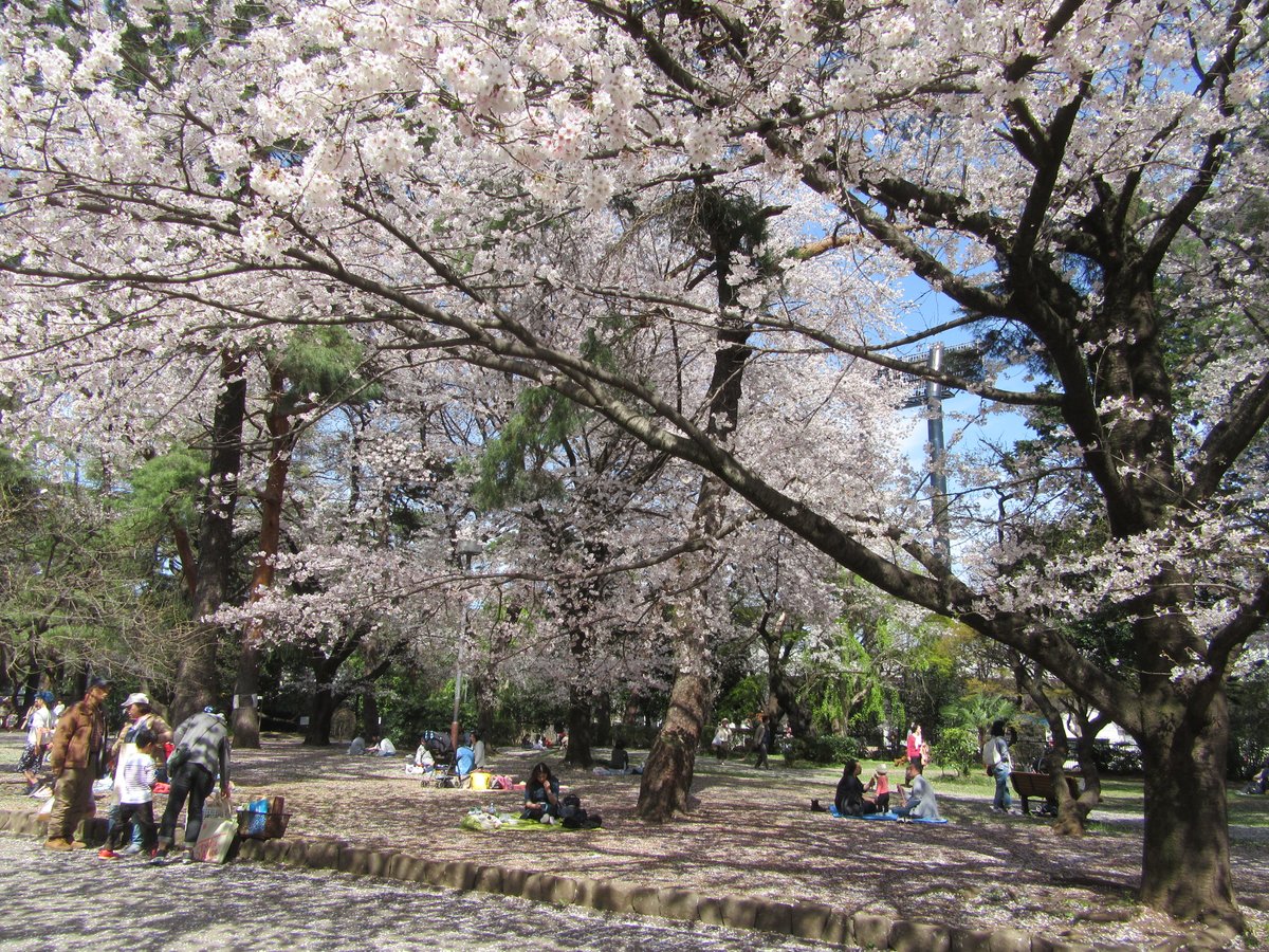 【Omiya Park (大宮公園)】
It is the most prestigious park in Saitama Prefecture.
Opened: 1885
Area: 67.80ha
City: Saitama, Japan
Photo: March 2020
 [Sakura 23-108]
#CherryBlossoms #CBTH23 #桜

《E-book: Cherry Blossoms》
amazon.com/dp/B0B71DG7Z5