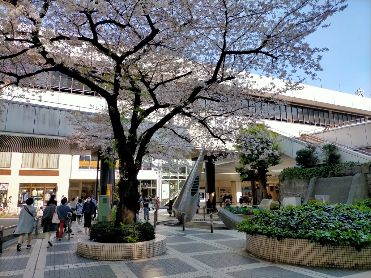 【Sakura in front of Omiya Station (大宮駅前の桜)】
Its flowering is short-lived, but it has become a symbol of the huge terminal station.
City: Saitama, Japan
Photo: March 2023
 [Sakura 23-109]
#CherryBlossoms #CBTH23 #桜

《E-book: Cherry Blossoms》
amazon.com/dp/B0B71DG7Z5