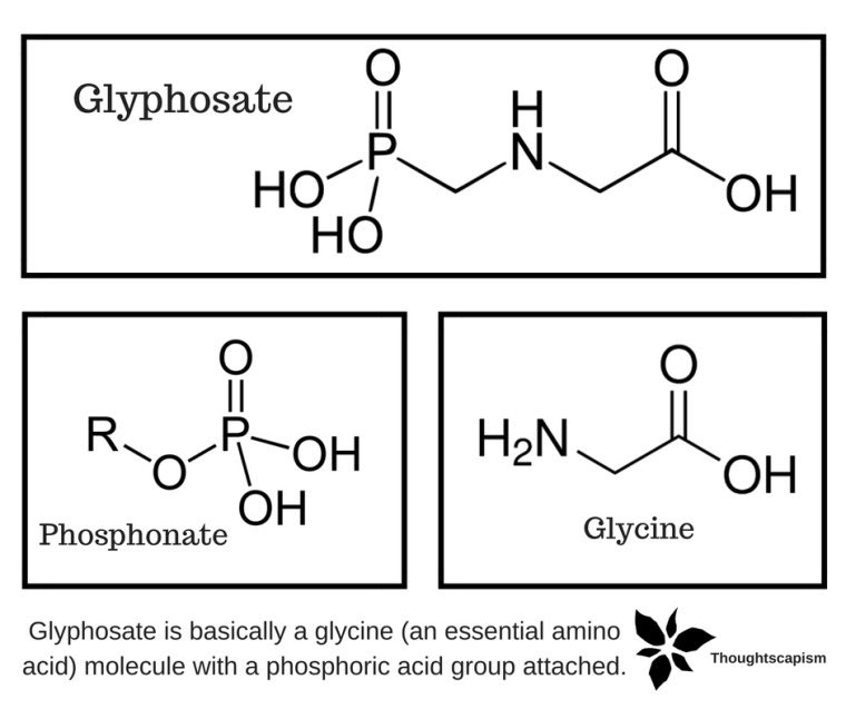 Some people have no idea about herbicides, and glyphosate is only word they know.

How dangerous can a molecule made up of glycine, an essential amino-acid and phosphoric acid, a common food ingredient be?