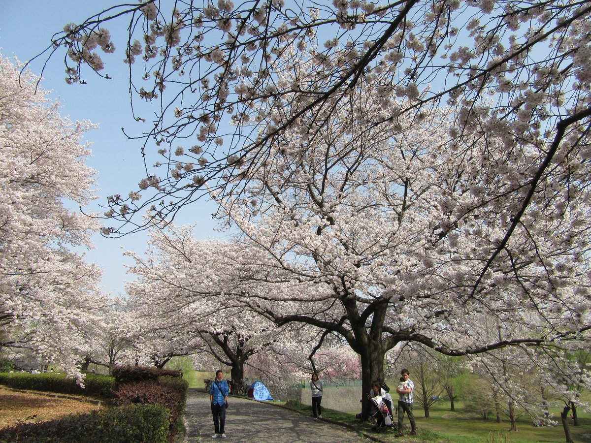 【Omiya Second Park (大宮第二公園)】
There are 650 plum trees besides 200 sakura trees.
Opened: 1980
Area: 23.4ha
City: Saitama, Japan
Photo: March 2018
 [Sakura 23-111]
#CherryBlossoms #CBTH23 #桜

《E-book: Cherry Blossoms》
amazon.com/dp/B0B71DG7Z5