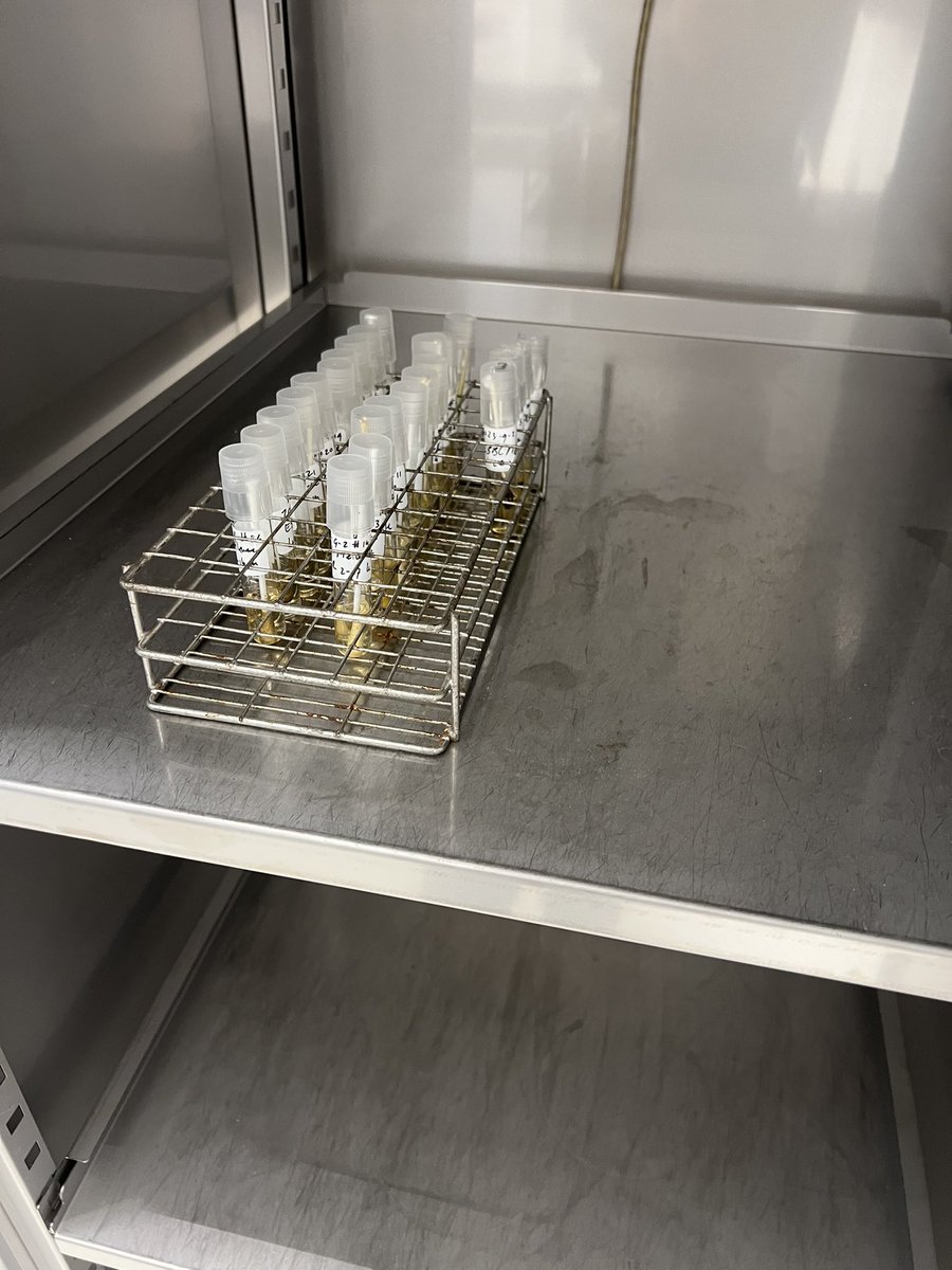 MikeBrouwer1984's tweet photo. Processing rectal swabs on a Saturday because of logistics issues and everyone else is off. 💪 for science 😜🧫 https://t.co/OzUZ6kA4U0