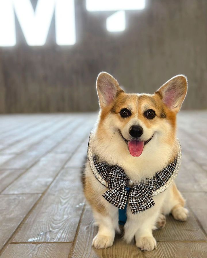 corgi_fans's tweet photo. https://t.co/a7DaedTwnb