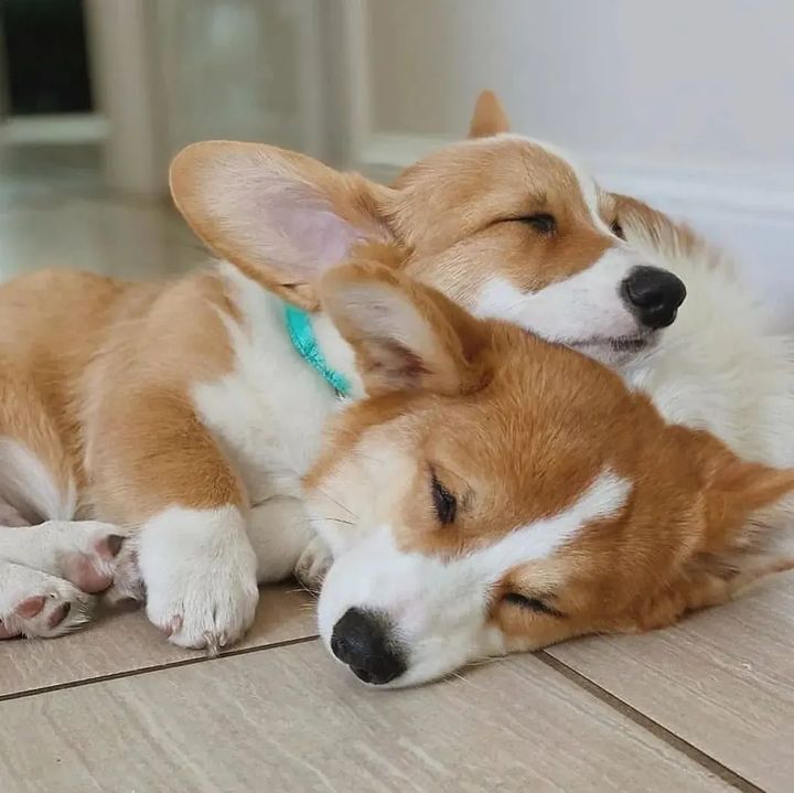 corgi_fans's tweet photo. https://t.co/N4ss2MLBYn