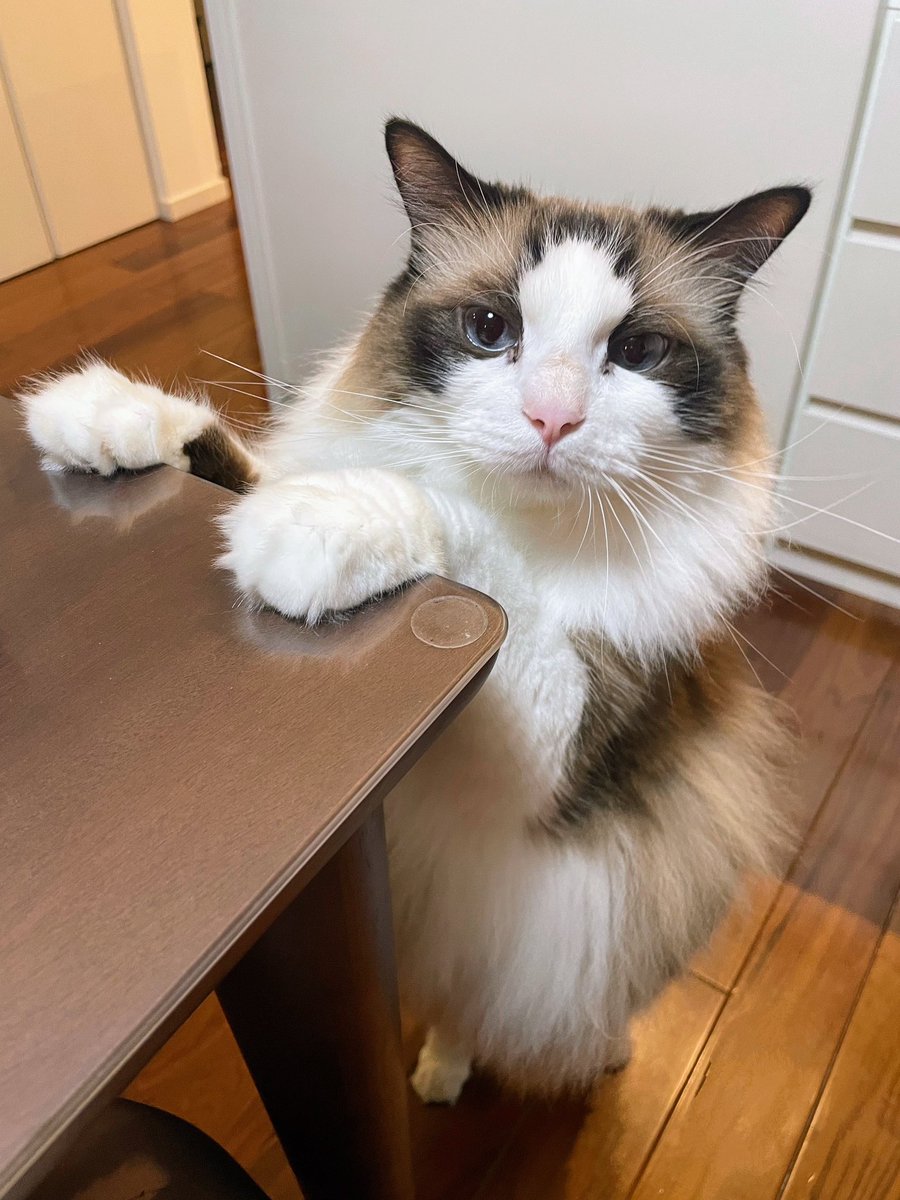 なに食べてるにゃ？

📺見ながらカルディのおやつ食べてるんだよー😁

＃猫 ＃cat ＃ラグドール