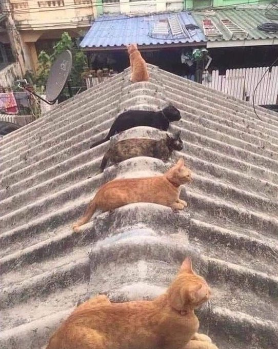 DailyCatOOC's tweet photo. https://t.co/sbsh2Wi5FD