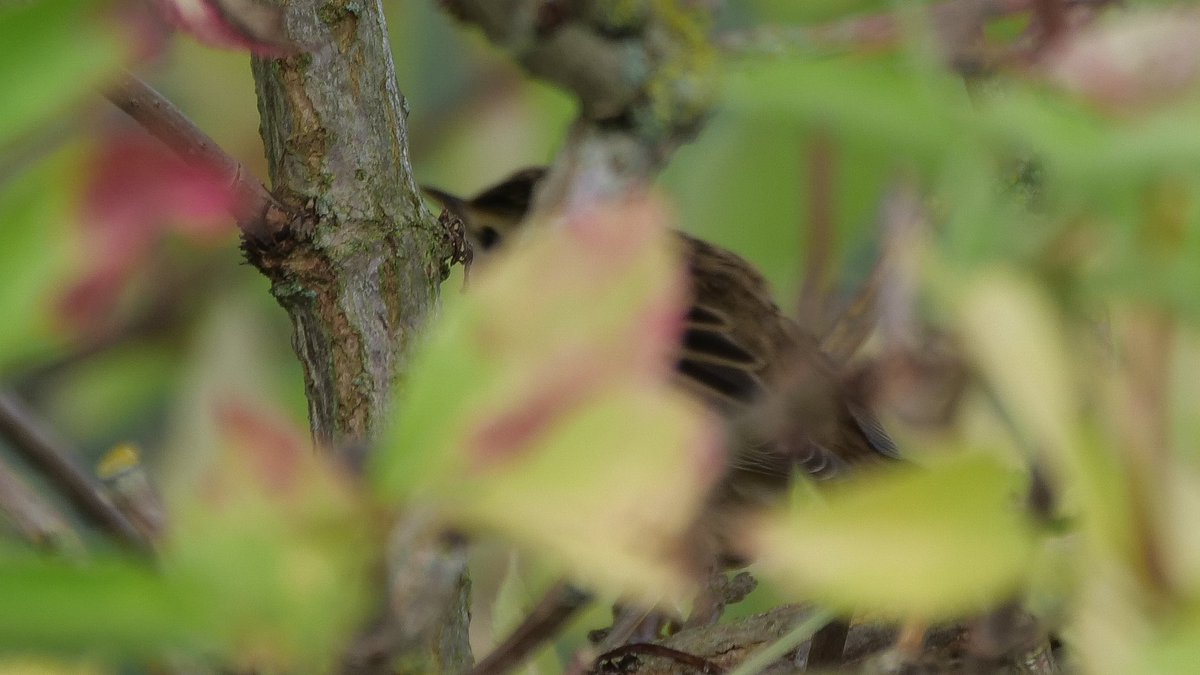 A 1st for my local patch - Sedge Warbler skulking in the hedgerow bordering Chadhurst Farm.
