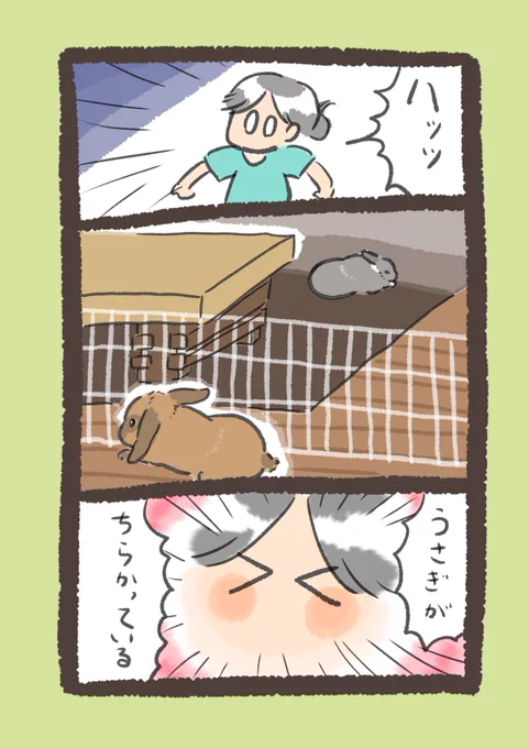 ちらかったお部屋は健康に良い#うさぎのいる生活 