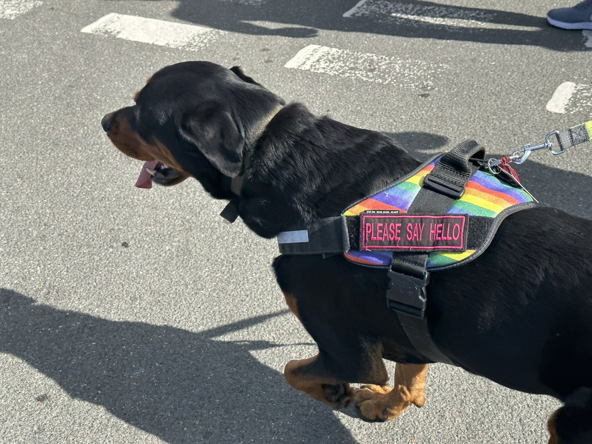 ObanPride's tweet photo. Some very special guests at #ObanPride2023 #DogsOfPride #ObanPride https://t.co/ofHk5Zd77S