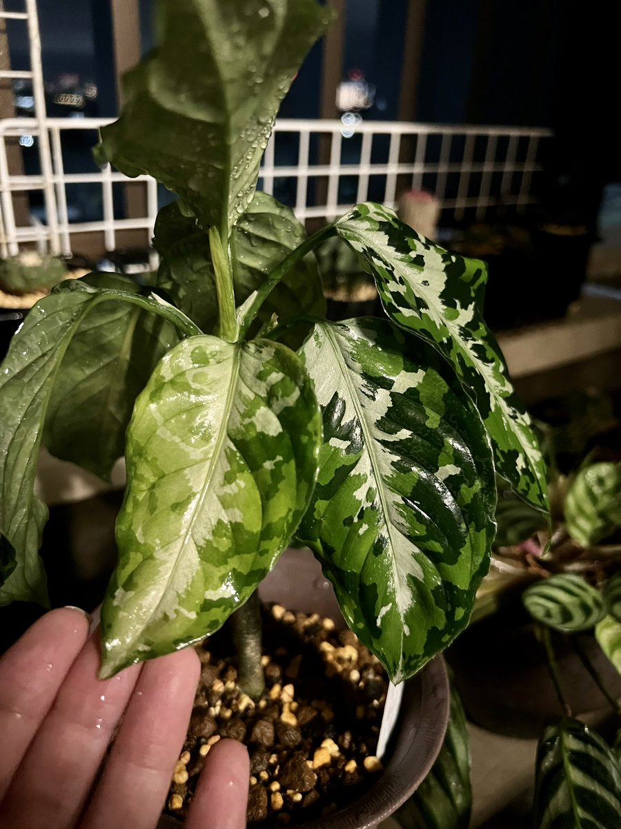 夜間だけベランダに出してるアグラオネマ ピクタム
最近陽が傾いてきて差し込んだ朝日を浴びたら色抜けした🥲