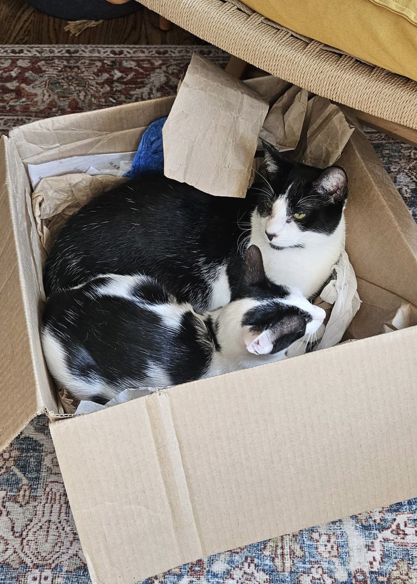 JLHornick's tweet photo. Weekend cats. Can you spot the extra feet? 🤔 
Not #PathTwitter #Pathcats https://t.co/pxInqiA94t
