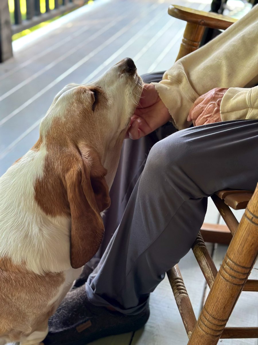 MocklerBassets's tweet photo. Ernest loves a good #ChinScratch https://t.co/Lhy8xsrxsH