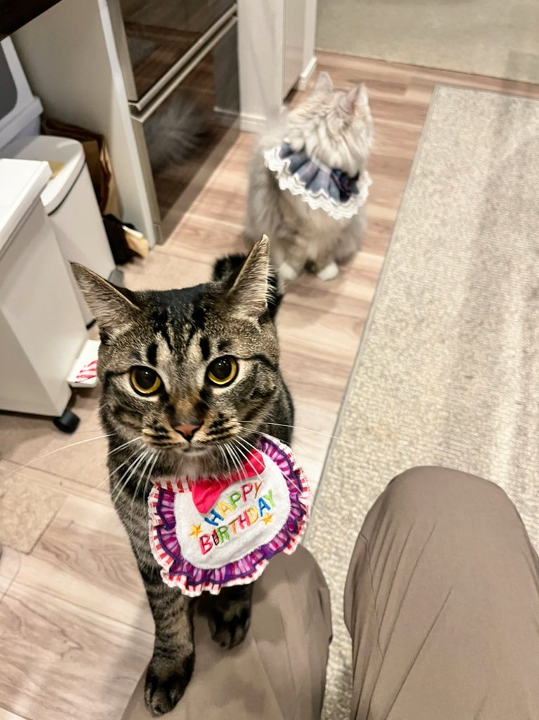 one_of_MURAKAMI's tweet photo. Maruくん、2歳になりました🎂
MiMiさまも、おめかししました👗✨

#猫のいる暮らし https://t.co/H8l2Is6Qnx