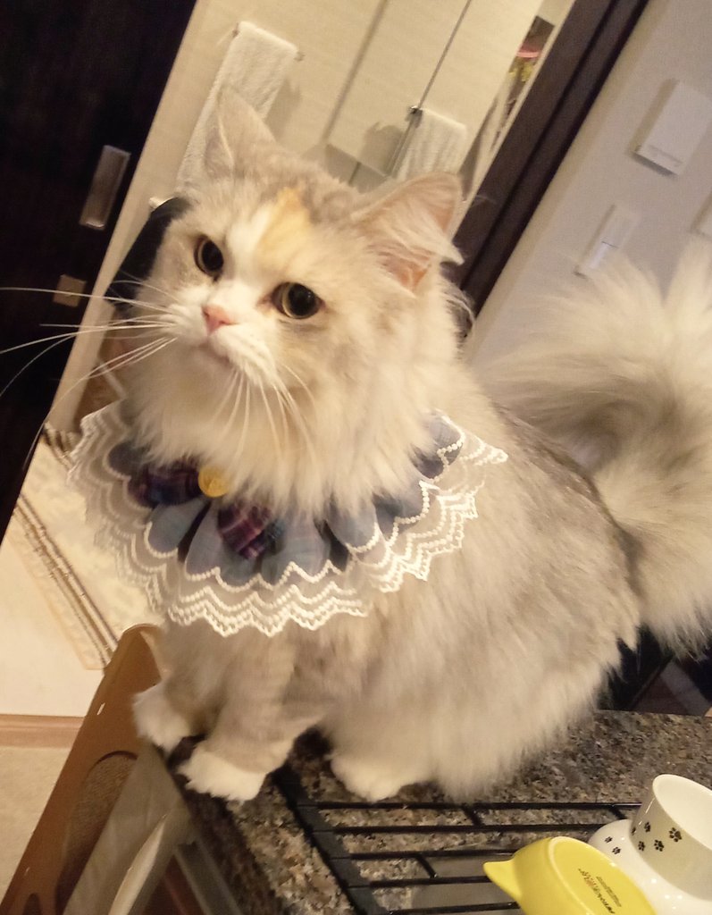 one_of_MURAKAMI's tweet photo. Maruくん、2歳になりました🎂
MiMiさまも、おめかししました👗✨

#猫のいる暮らし https://t.co/H8l2Is6Qnx