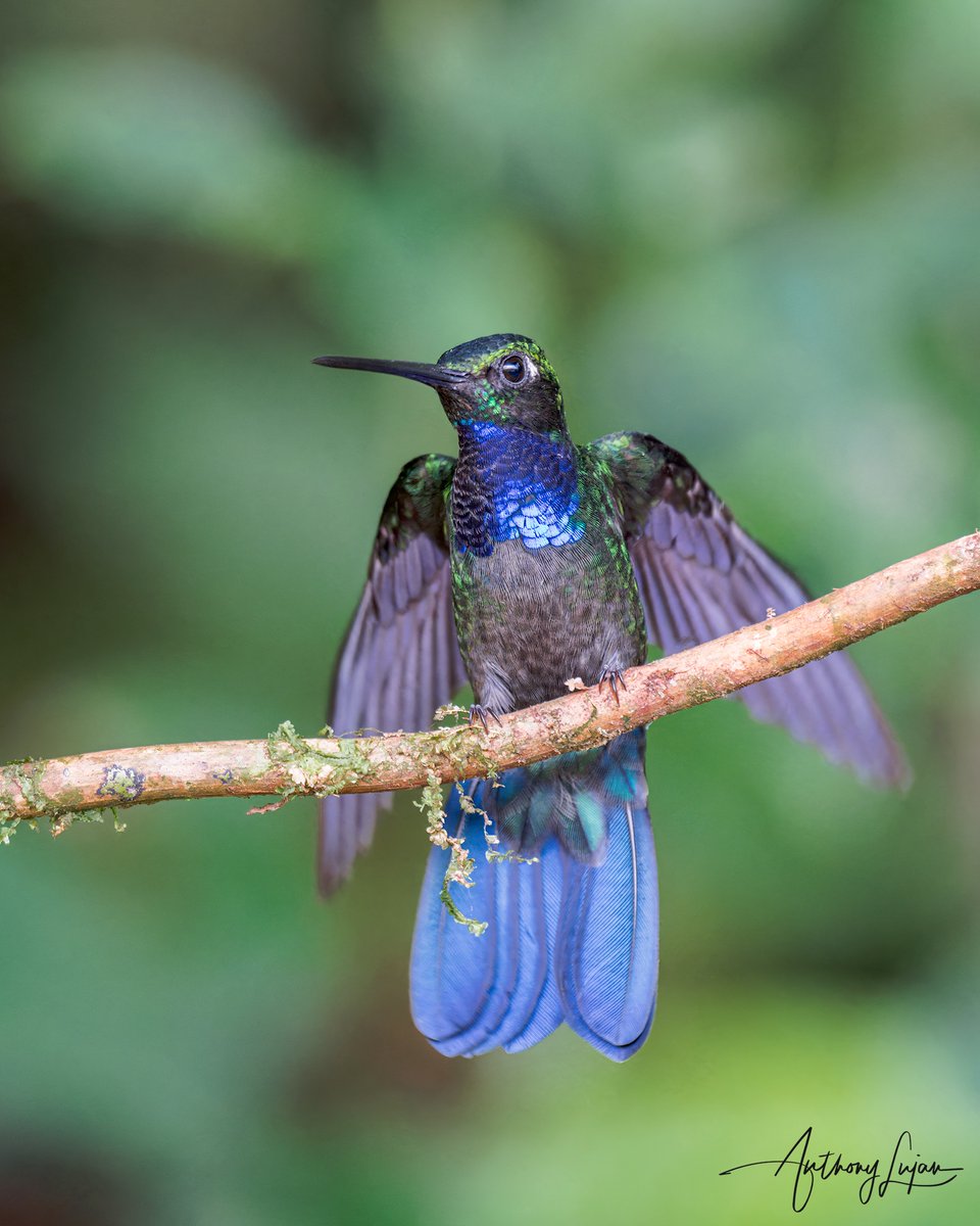 anthonylujan's tweet photo. Napo Sabrewing
Campylopterus villaviscensio
Status - NEAR THREATENED according to the IUCN Red List unknown how individuals are left
@llanteria_birds
Sony A1 - Sony 600mm
#ALhummingbirdperched
#naposabrewing #sabrewing #hummingbird #colibrí #beijaflor #picaflor #Trochilidae #... https://t.co/Rmflrh6tTT