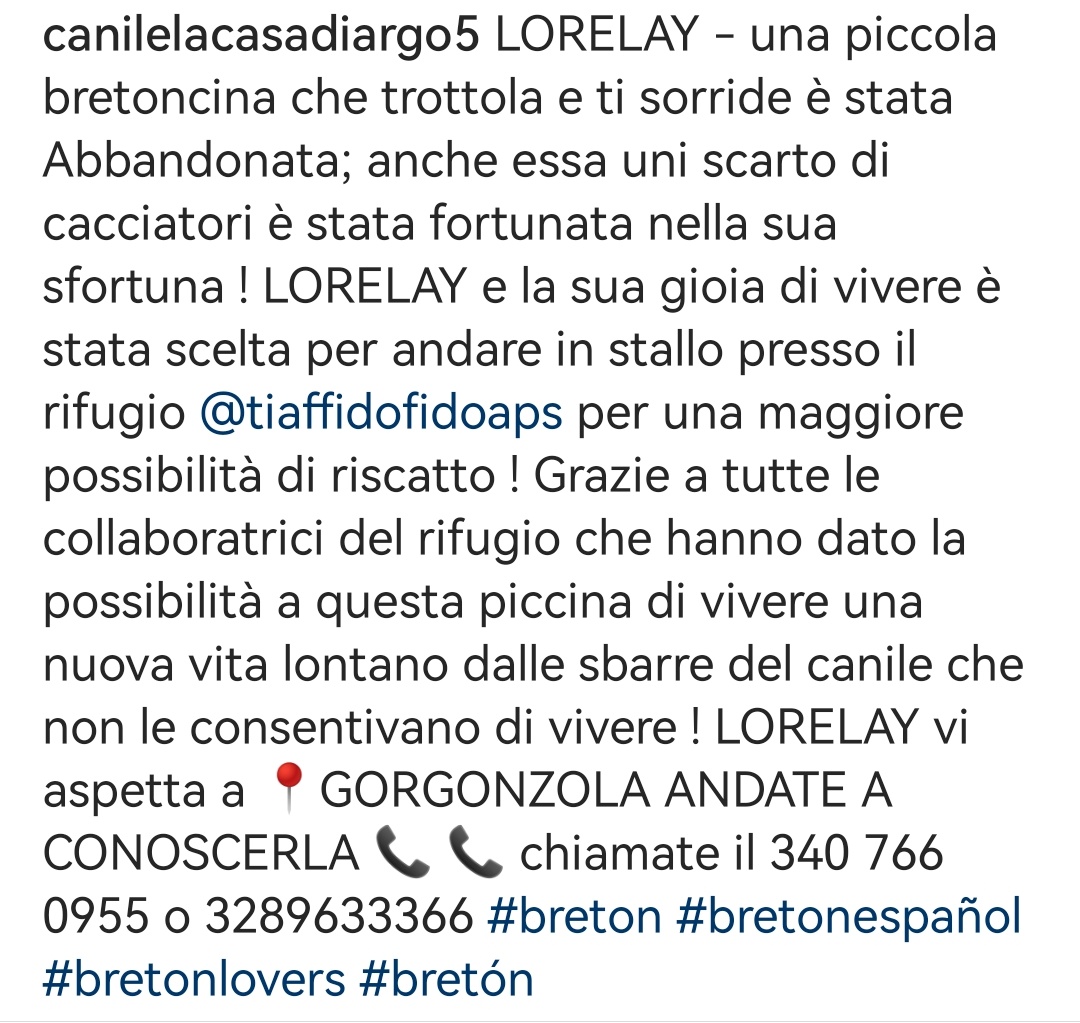 MonicaOrsini8's tweet photo. Lorelai, #Breton dolcissima forse troppo per il cacciatore che l'ha abbandonata. Si trova a #Gorgonzola adottatela vi porterà solo gioia��🏻🆘 #Calabria #SosCani #AdoptDontShop #adottami #canicercacasa #adozionecani #adottanoncomprare #adottauncanedalcanile #adozionedelcuore https://t.co/6FI5XyOoNV