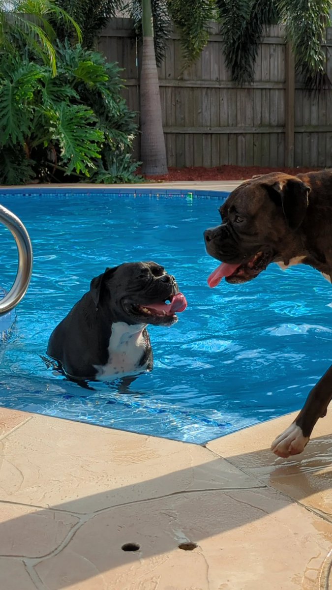 Happy in their pool #boxers #dogs #boxerdogs #swim