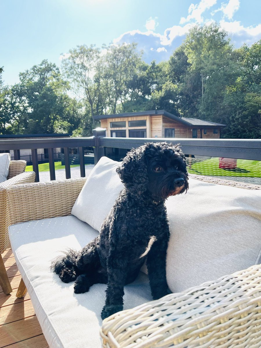 Vera🐶 (@vera_pooch) on Twitter photo Well we has had a fantabulous holiday… 💓 #Vera🐶
#CastleHoward
#EdenCampMuseum
#NorthYorkshireMoors
<a href="/highoaksgrange/">High Oaks Grange</a> Well we has had a fantabulous holiday… 💓 #Vera🐶
#CastleHoward
#EdenCampMuseum
#NorthYorkshireMoors
<a href="/highoaksgrange/">High Oaks Grange</a>