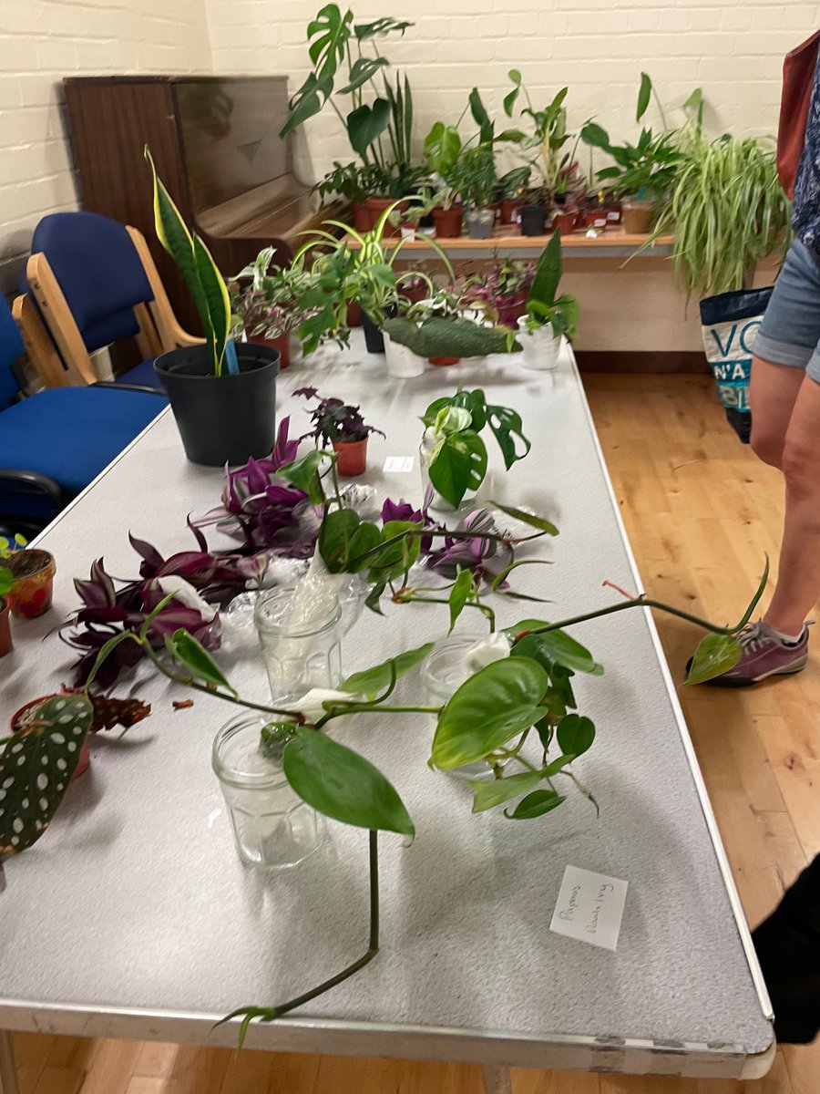House Plant Swap. It’s all happening at Spectrum Centre, Inverness 🌱☘️🌱