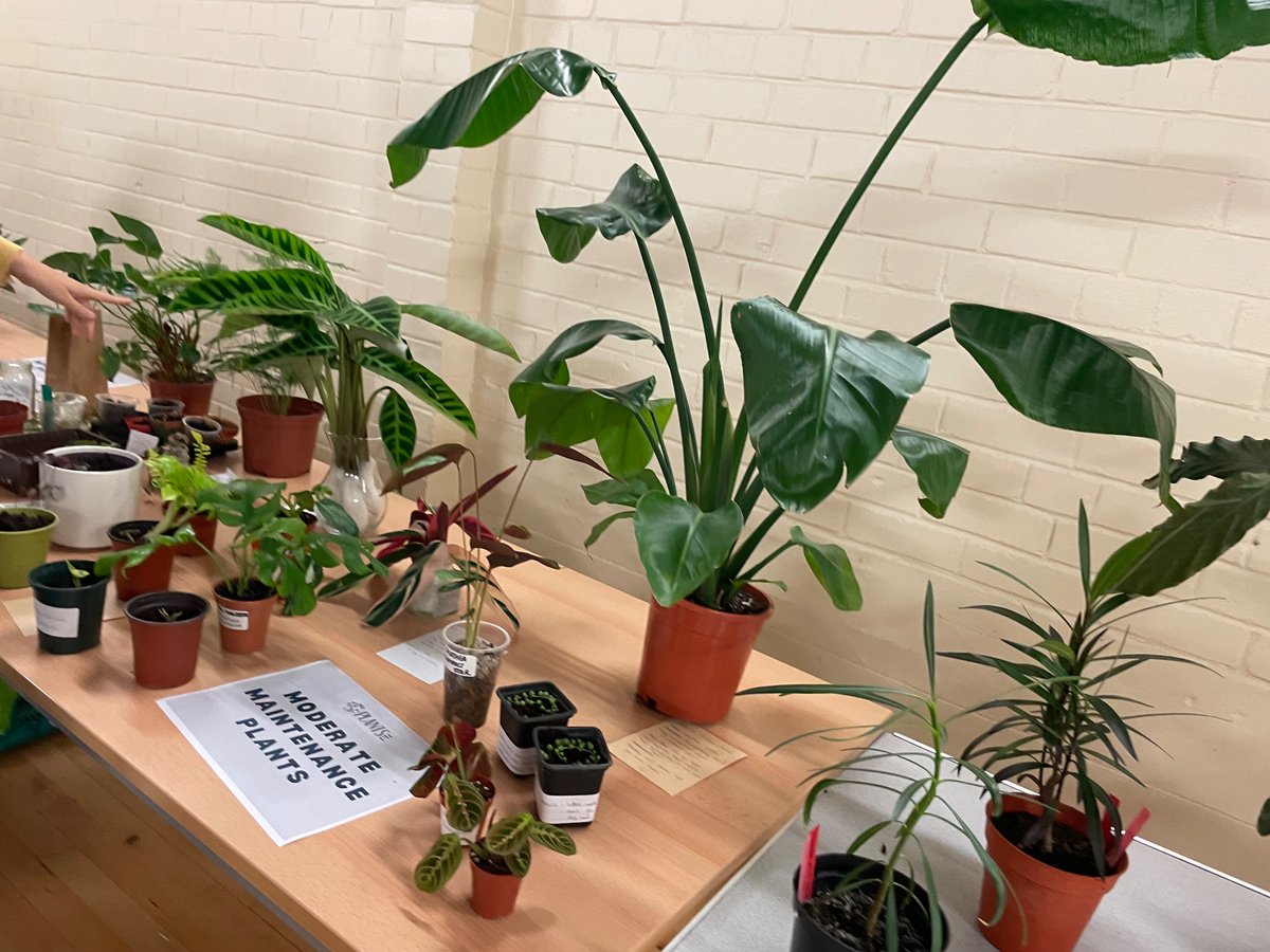 neraknotnef's tweet photo. House Plant Swap. It’s all happening at Spectrum Centre, Inverness 🌱☘️🌱 https://t.co/pCI31XFZ7B