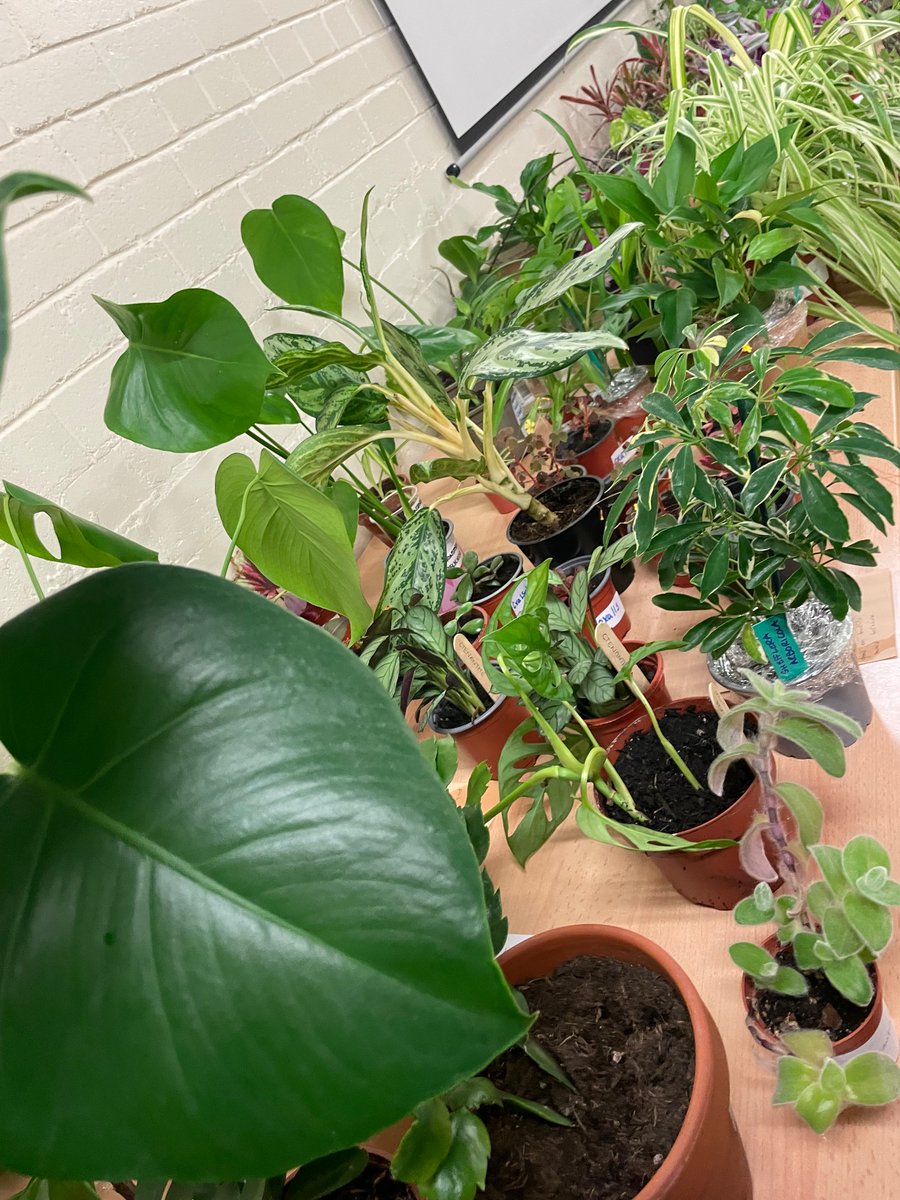 neraknotnef's tweet photo. House Plant Swap. It’s all happening at Spectrum Centre, Inverness 🌱☘️🌱 https://t.co/pCI31XFZ7B