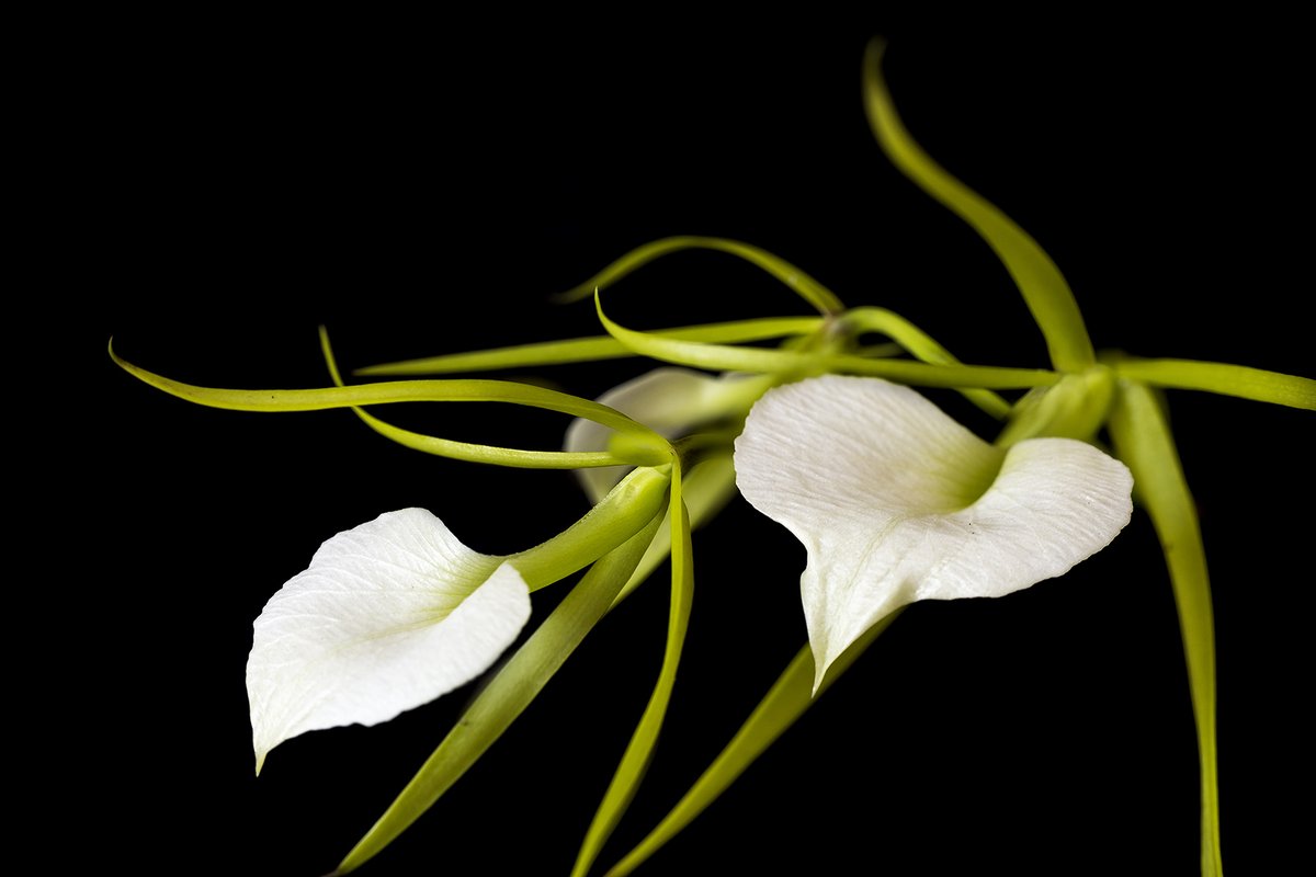 Brassavola Little stars Orchid . A primary hybrid between Brasovola nodosa and subulifolia . This free flowering hybrid has a very aromatic fragrance at night and is easy to grow. #Brassavola  #Orchids #OrchidForBegainers #FragranceOrchid #LadyOfTheNight #QueenofTheNight