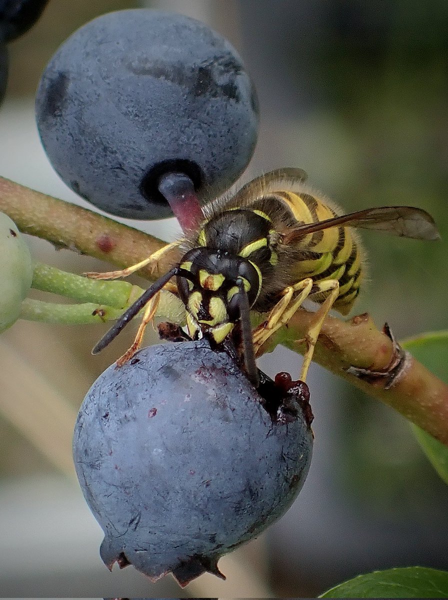 Just a lovely Common wasp (Vespula vulgaris) taking a break from all the useful gardening, to enjoy an overripe blueberry 🥰🫐🌱💛🖤 #wildlife #naturelovers #gardening #pollinators #wasp #NatureBeauty #insects #gyo #allotment #nature