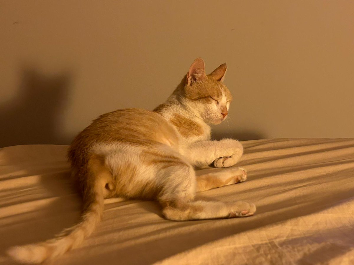 Solopar53137293's tweet photo. #Adopcio #Urgent Lily, gateta de 2 anys aproximadament. Necessita amb urgència una adopció. Es positiva a Leucèmia (asintomática). La Lily ésafectuosa i juganera, ha de ser animal únic en la llar on visqui. Contacte per DM amb mi #XarxaBarcelonaAdopcions #XarxaCatalunyaAdopcions https://t.co/PsTUQkCQmy
