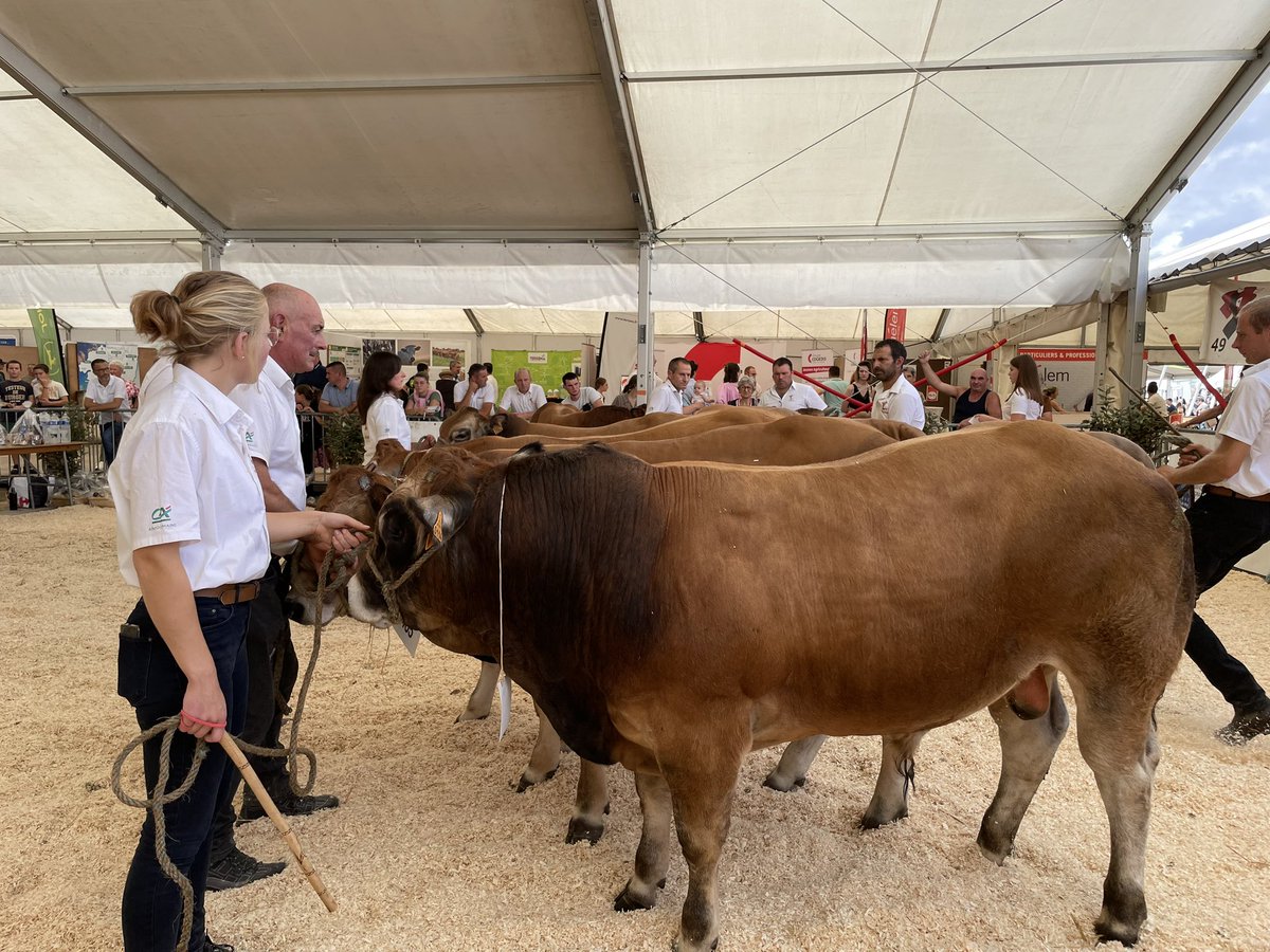 La race parthenaise en place pour son concours !