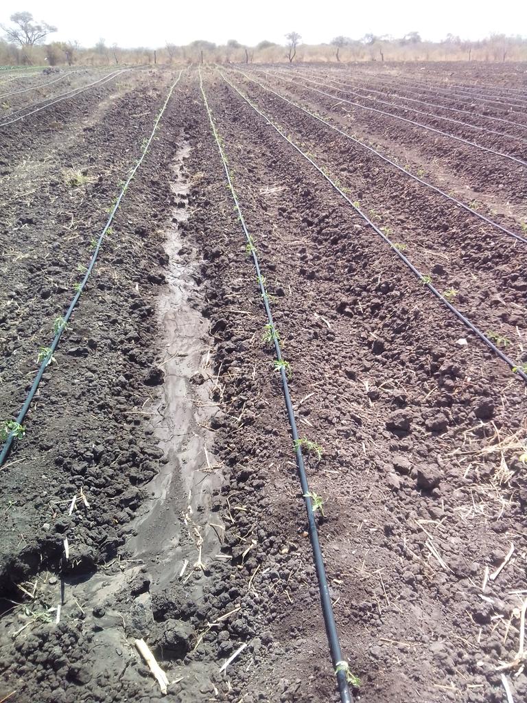 Returneefarmers's tweet photo. Just finished transplanting tomatoes 🍅. Soup for Christmas.@terrymap1 https://t.co/fagsjU0Gwo