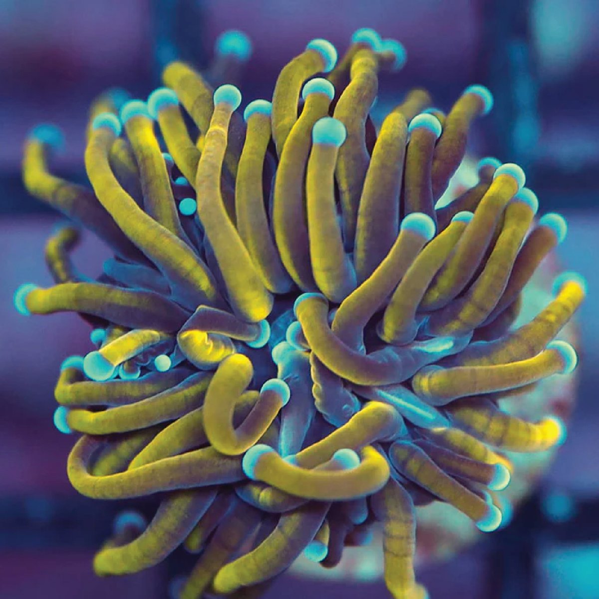 EZaquatic's tweet photo. Excited to share the latest addition to my shop https://t.co/YYks71TTos #saltwater #freshwater #aquarium #tank #pets #animals #reeftank #liveplants #coral https://t.co/7bWyfIBqMT